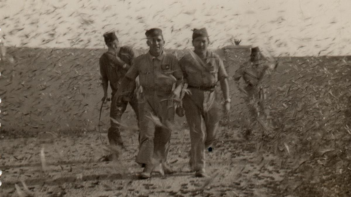 Plaga de langostas en Sidi Ifni (1959)