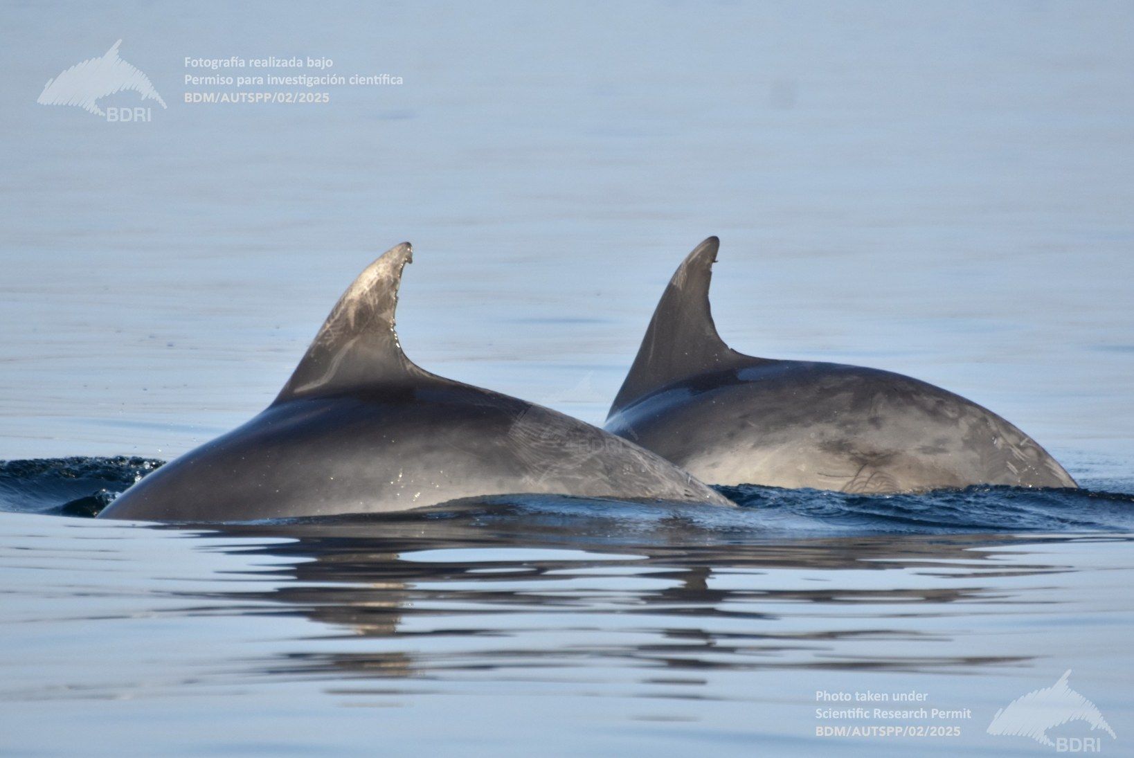 Biólogos, doctores y estudiantes del BDRI hacen un estrecho seguimiento de los mamíferos marinos en las rías de Vigo, Pontevedra y Arousa.