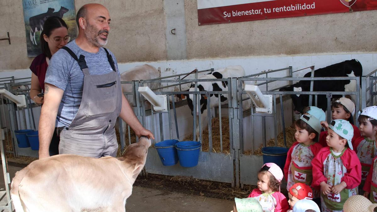 Jorge Hernández, ganadero de Monfarracinos, muestra una ternera a unos niños
