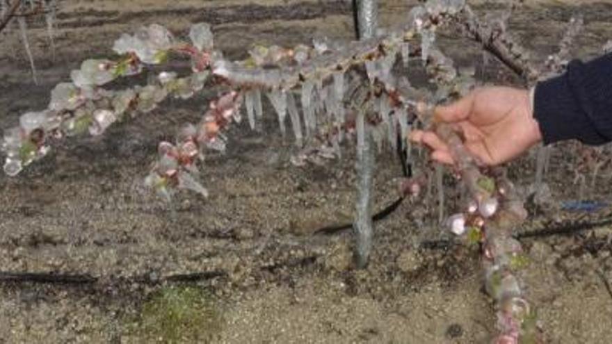 Las recientes heladas estropean 2.500 hectáreas de frutales en la Región