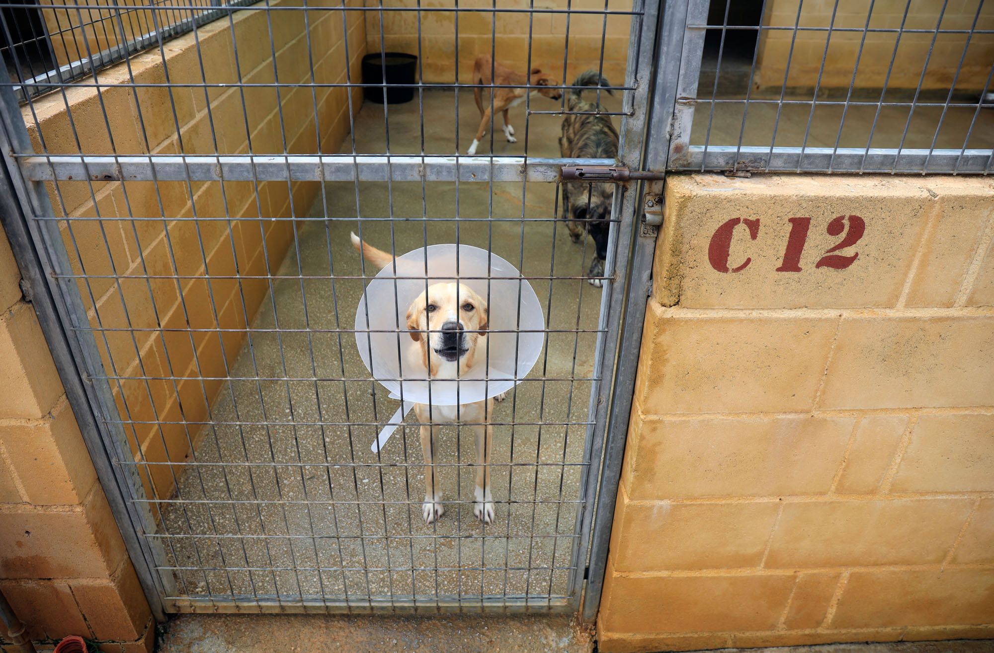 Estado de la Protectora de Animales de Málaga en julio de 2022