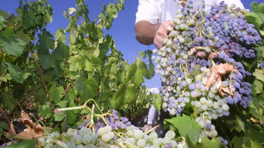 La uva aumenta la energía de las células renales, según la UCO