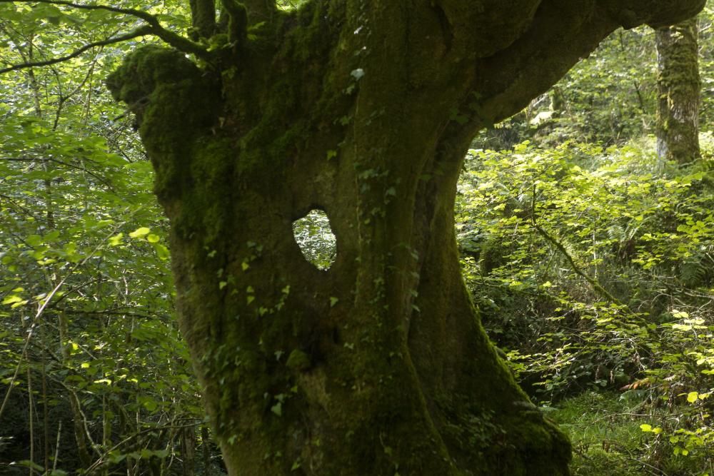 Rutas por Asturias: foces del río Pendón