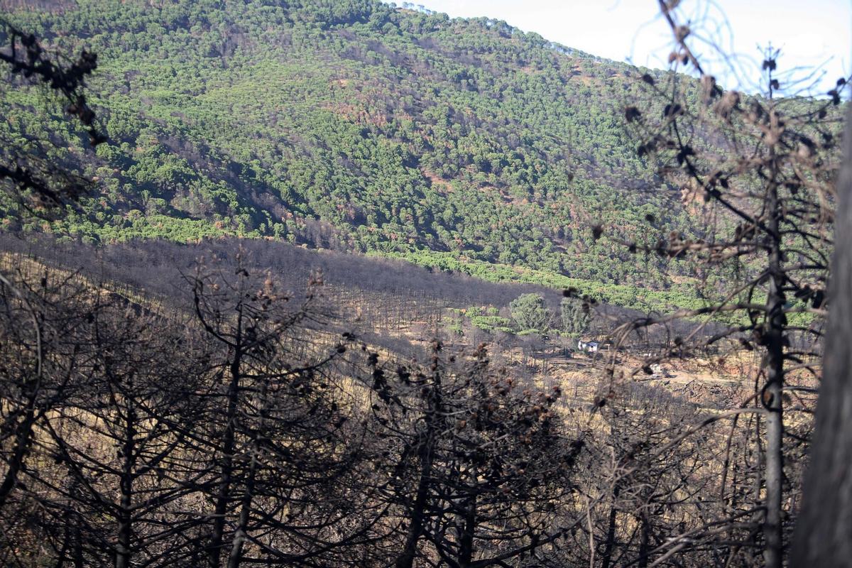Imagen de archivo de la zona afectada por el incendio de Sierra Bermeja