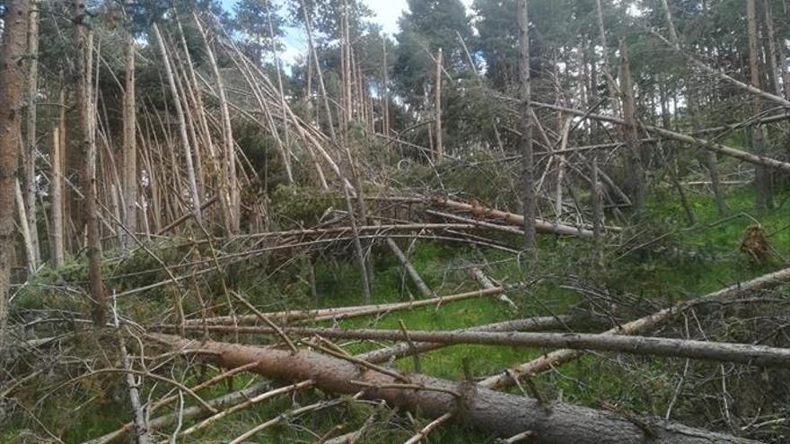 El ayuntamiento retira sin ayuda los pinos caídos