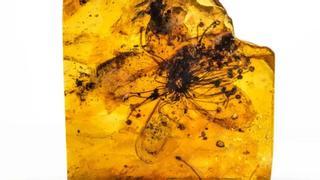 Una flor resguardada en ámbar hace casi 40 millones de años es la más grande jamás descubierta