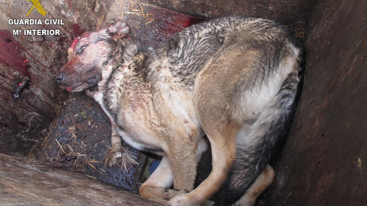 Imagen de un perro hallado en el contenedor, difundida por la Guardia Civil.