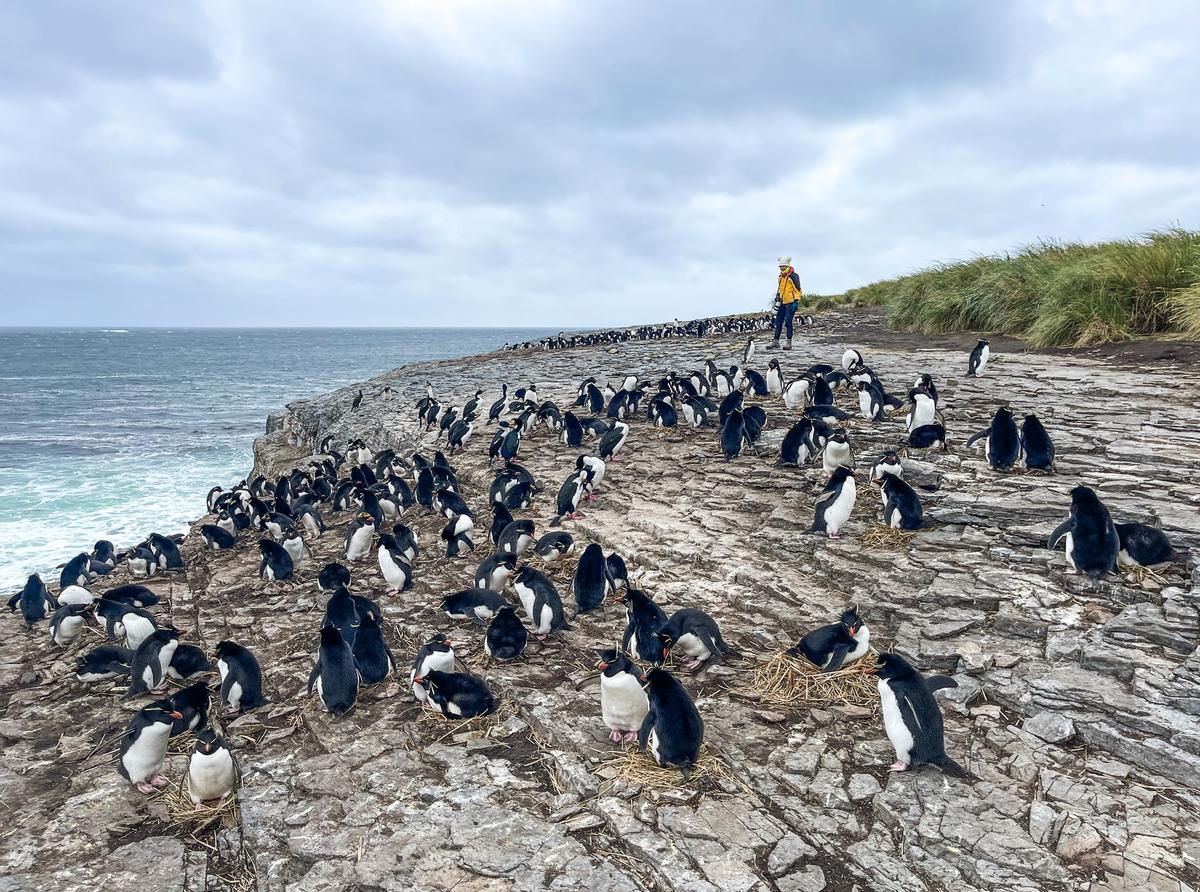 Pingüinos en las Malvinas