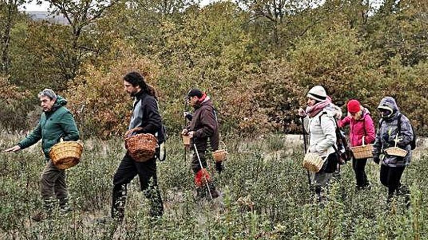 Jornada micológica. Recolección de setas por el monte de Rabanales. Sobre estas líneas , en el centro Pedro Gómez y Marisa Castro; a la izquierda otro momento de la jornada de campo y debajo un perro analiza el terreno de Grisuela explorando la posibilidad de criar trufas