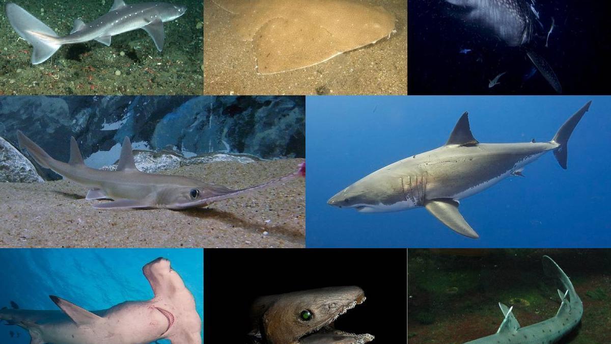 Diversas especies de tiburones.