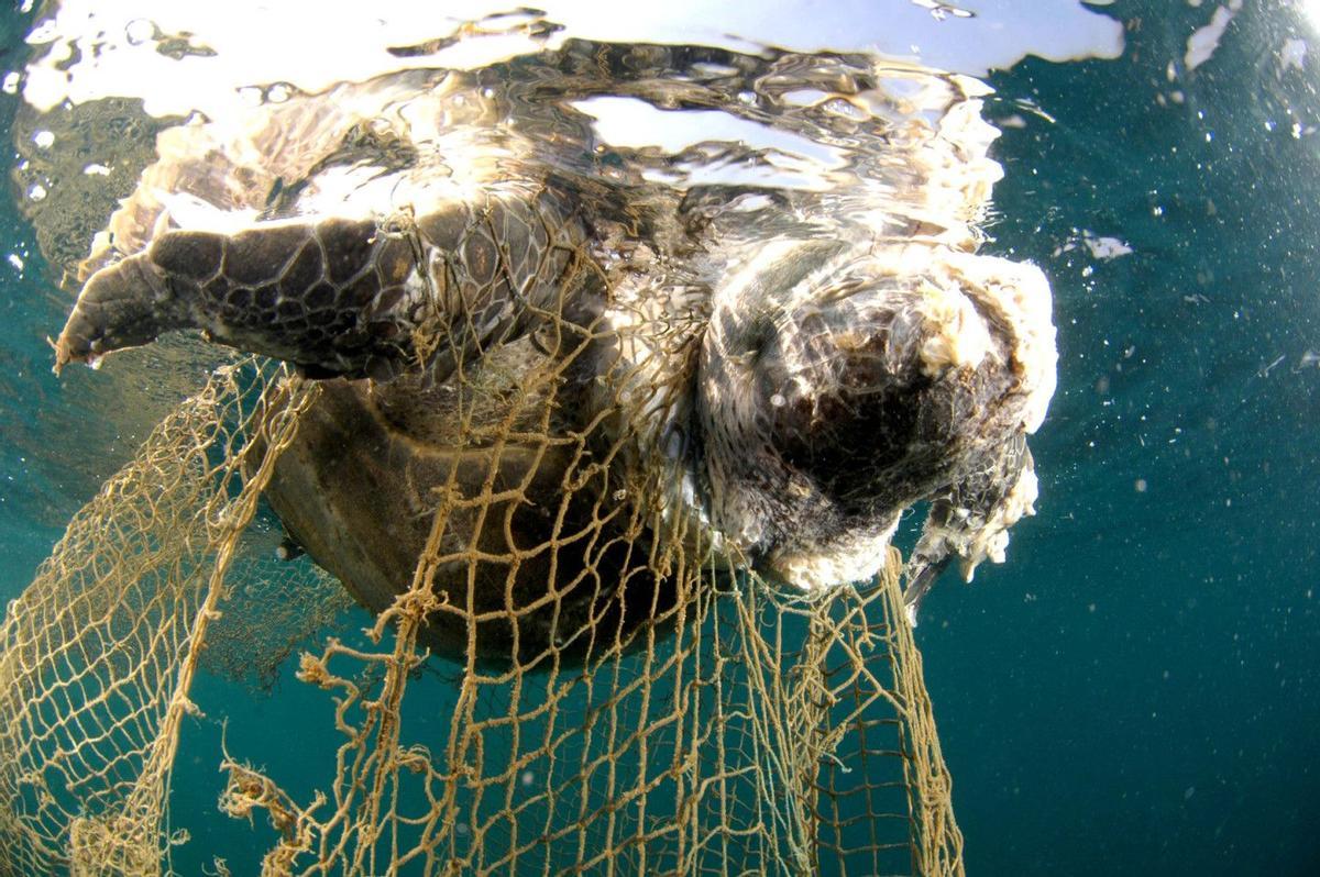 Tortuga atrapada en redes