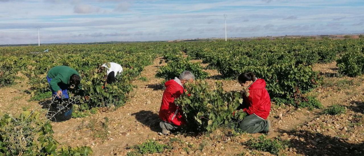 Viticultores recolectan racimos de uva en la pasada campaña de vendimia de la DO Toro. | M. J. C.