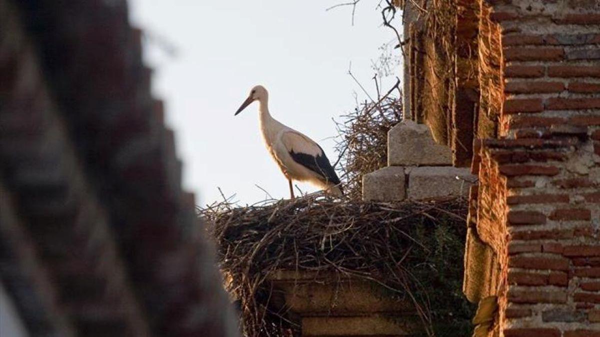 Las cigüeñas ya anidan en Extremadura.