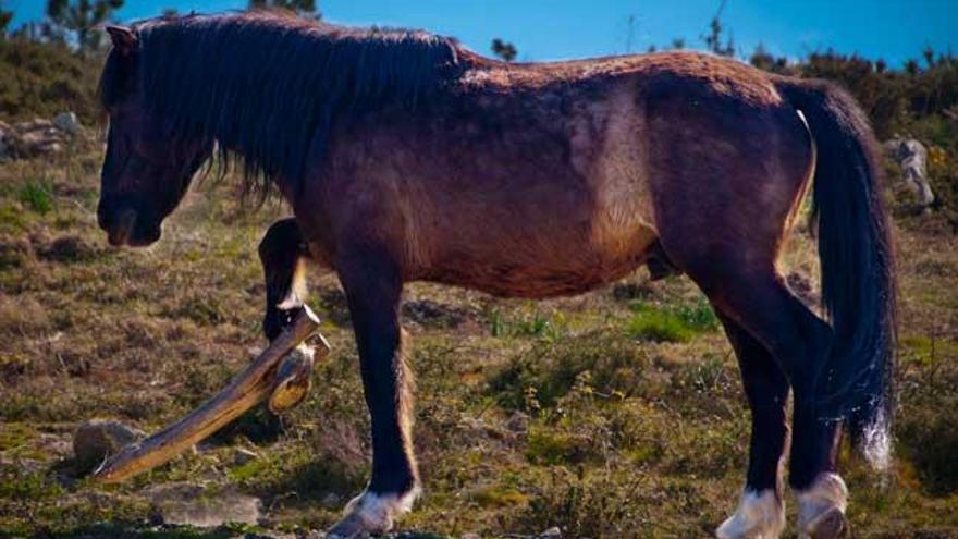 Un caballo con un cepo de madera en Moaña. / LIBERA