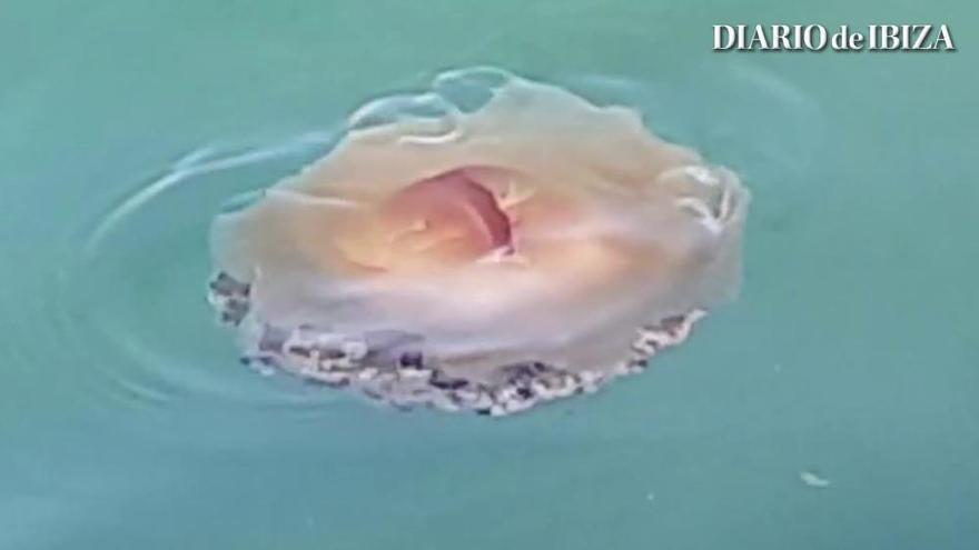Una medusa 'huevo frito' en el puerto de Ibiza