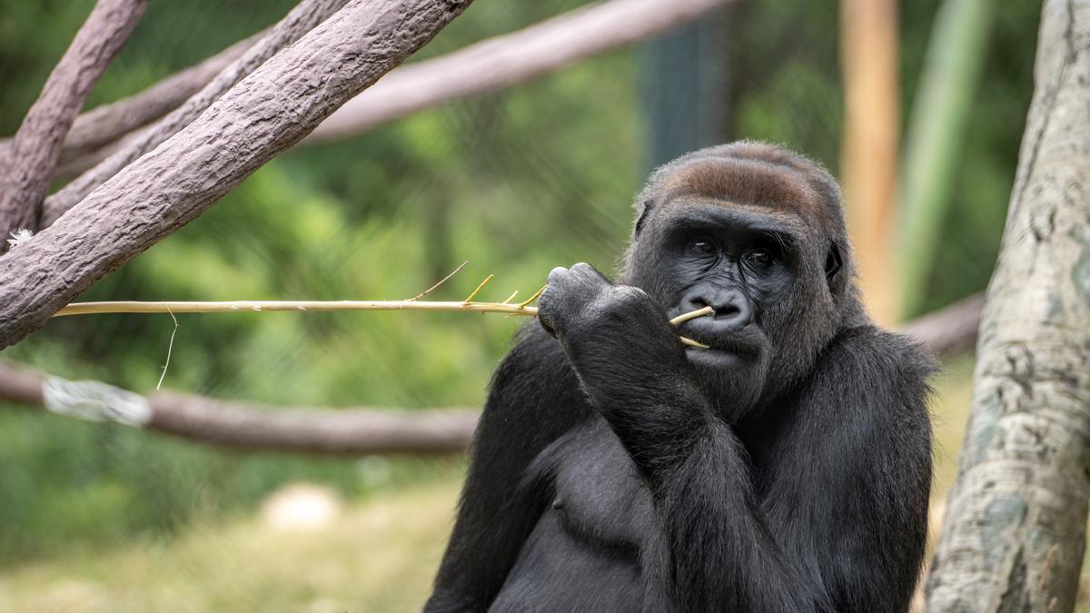 La covid-19 y los gorilas: el riesgo de no estar vacunado