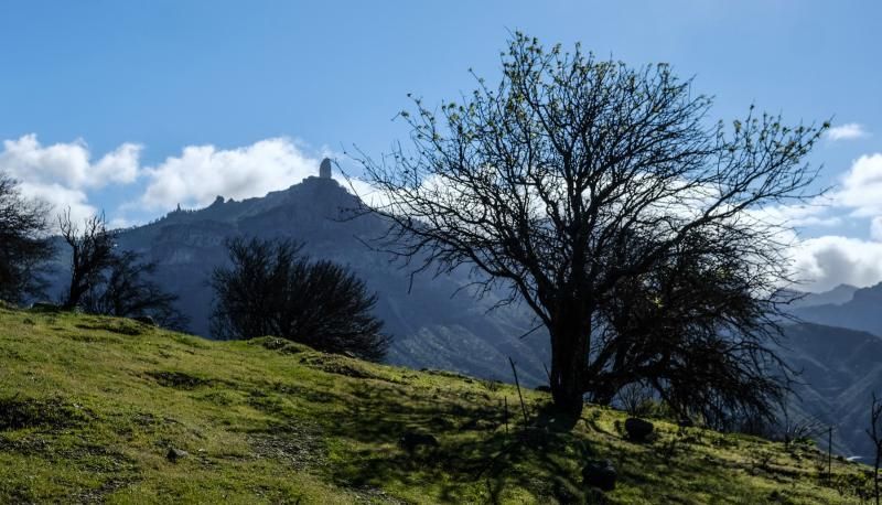 Almendros en flor