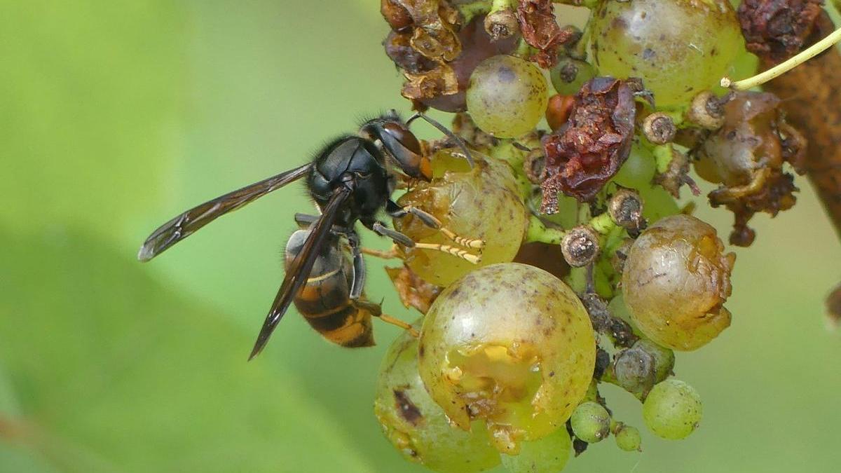 Una avispa asiática alimentándose de los azúcares de las uvas.