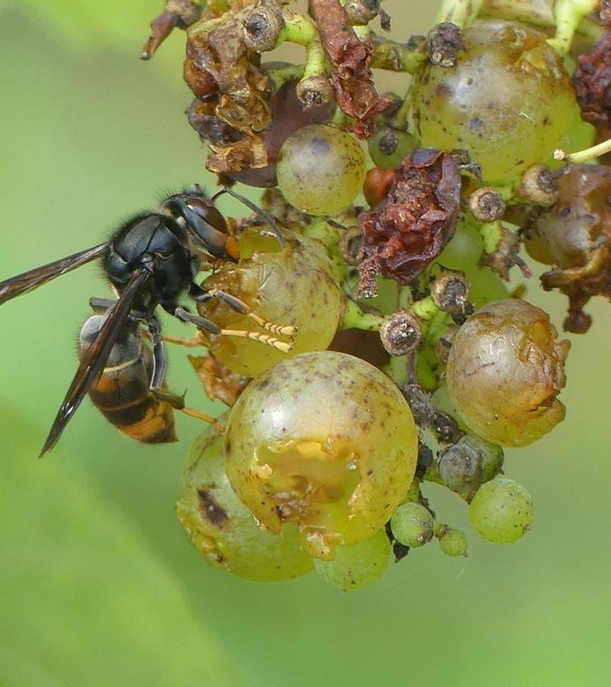 ¿Nos dejarán sin vino las avispas asiáticas?