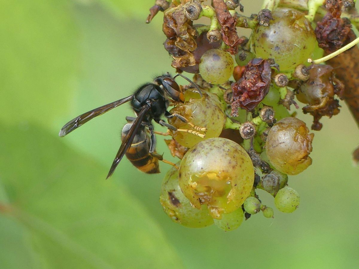 Las avispas asiáticas se alimentan de los azúcares de las frutas.