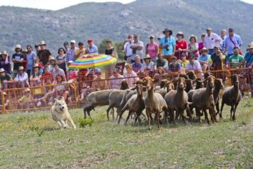 La Valleta de Agres ha sido un año más el escenario del Concurs de Gossos de Ramat