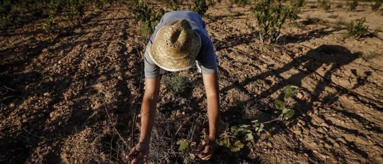 Un agricultor comprueba los efectos negativos que ha provocado la falta de agua en sus tierras de cultivo en Pinoso, en el Medio Vinalopó.