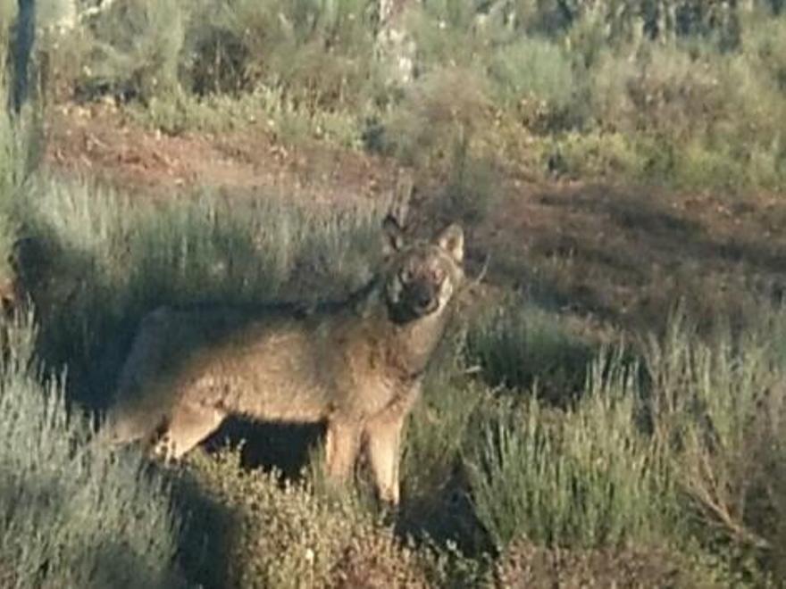 Un lobo en una zona de campeo de Sanabria