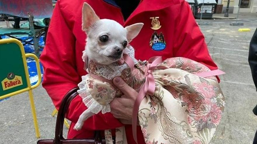 La perrita Barbie, fallera mayor infantil de la Comisión Canina de la Falla Joaquín Costa- Burriana, durante el primer pasacalles canino fallero