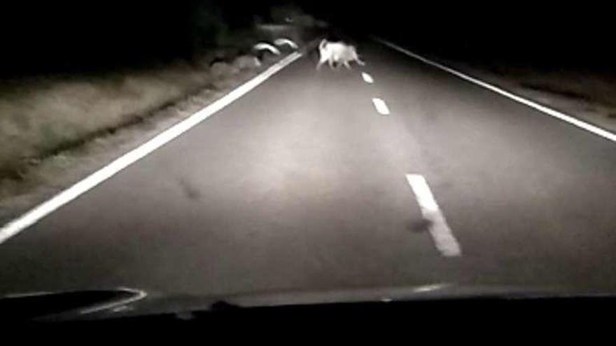 Un vehículo se cruza con un jabalí en la carretera de Carrascal.