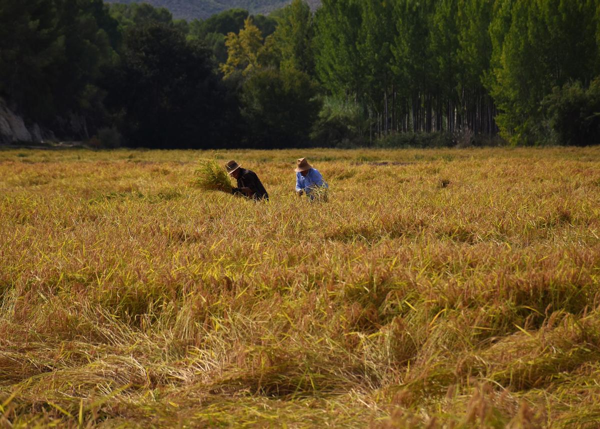 Las Rutas del Arroz, el eje central