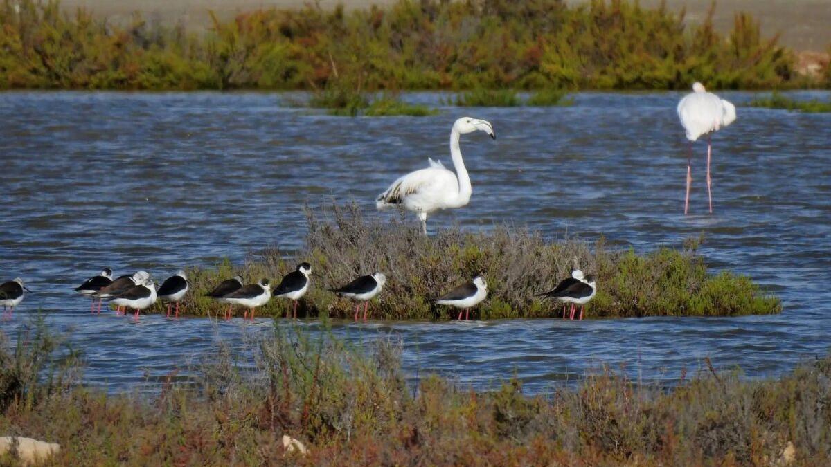 Delta del Llobregat, un paraíso de la biodiversidad en peligro