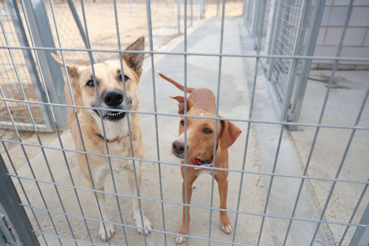 Fotogalería | Así es el nuevo albergue para animales de Cáceres