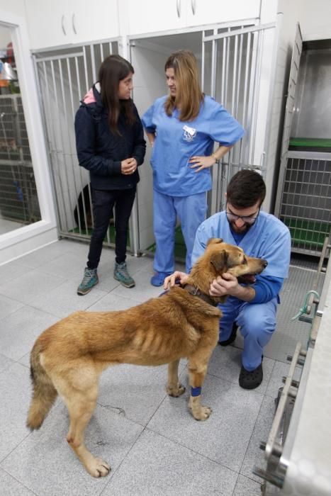 Visita al perro Nicolás en la clínica donde lo atienden de la brutal paliza