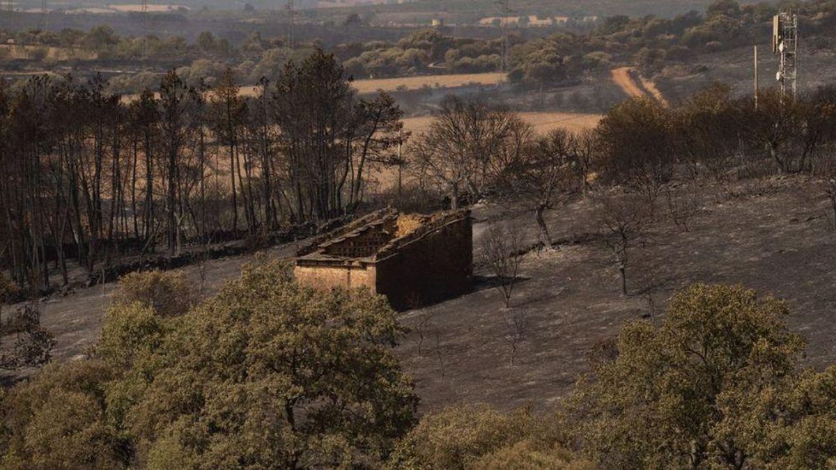 Zona quemada en el incendio de Losacio. / José Luis Fernández