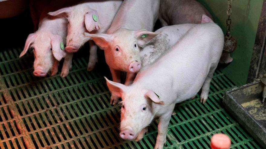 Los criadores de cerdos ingresan un 33% menos por animal que hace un año como consecuencia de la peste porcina