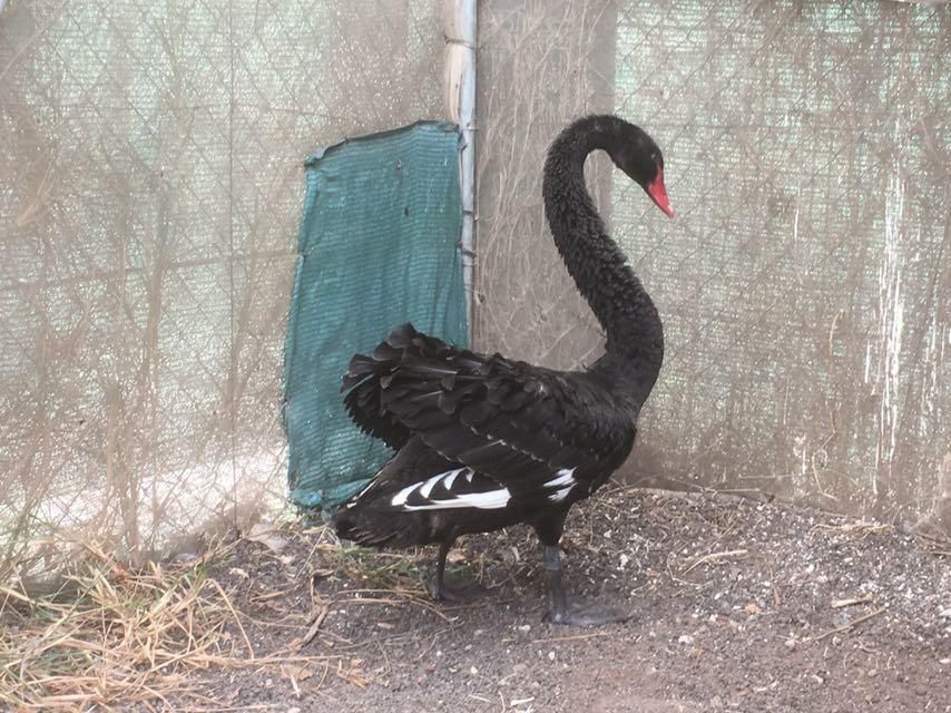 El cisne de Melenara, en el Centro del Cabildo