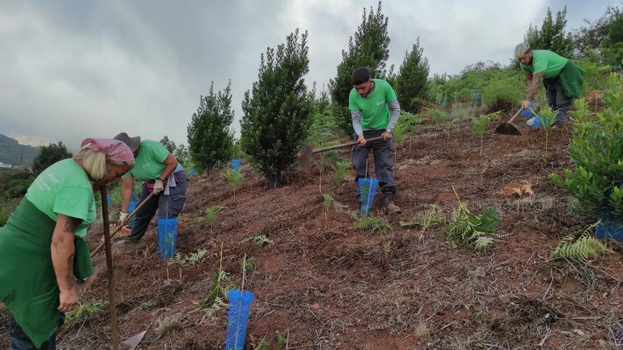 Foresta planta 4.000 ejemplares autóctonos en Gran Canaria