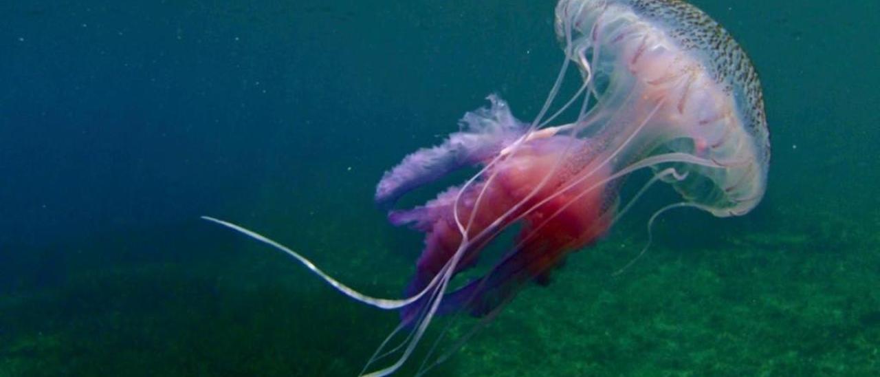 El viento del este mitiga el calor pero arrastra medusas a la costa