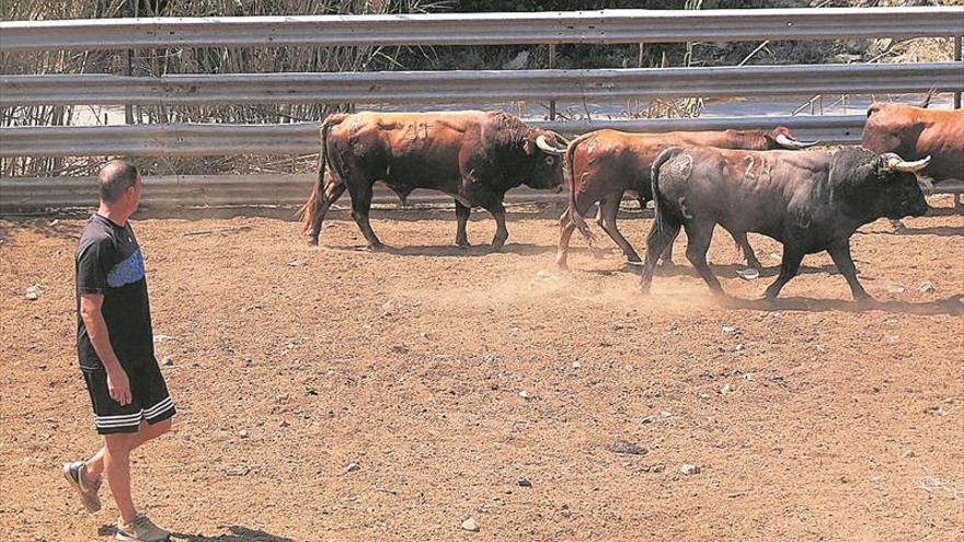 El Consell buscará salidas para la crisis del ‘bou’ en colaboración con otras autonomías