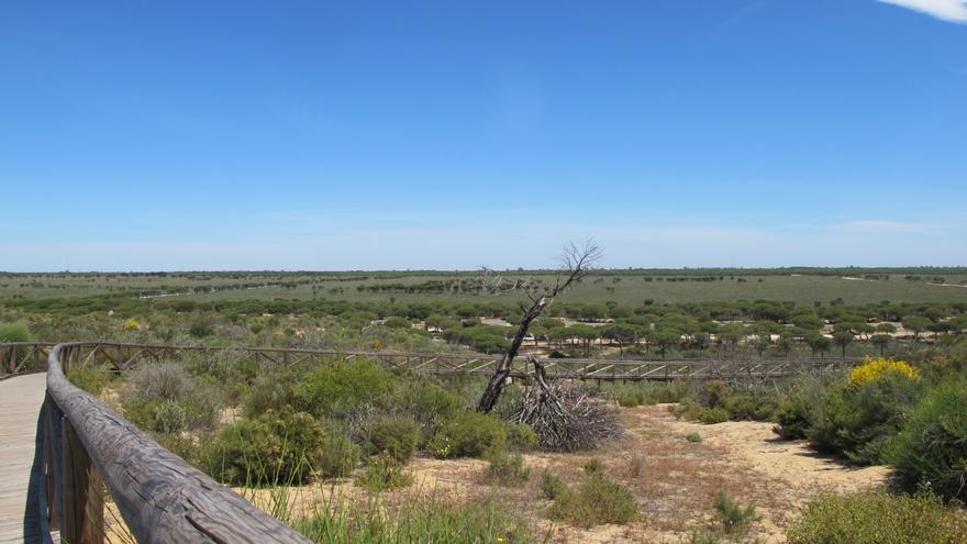 Das Feuchtgebiet Doñana in Südspanien verdorrt