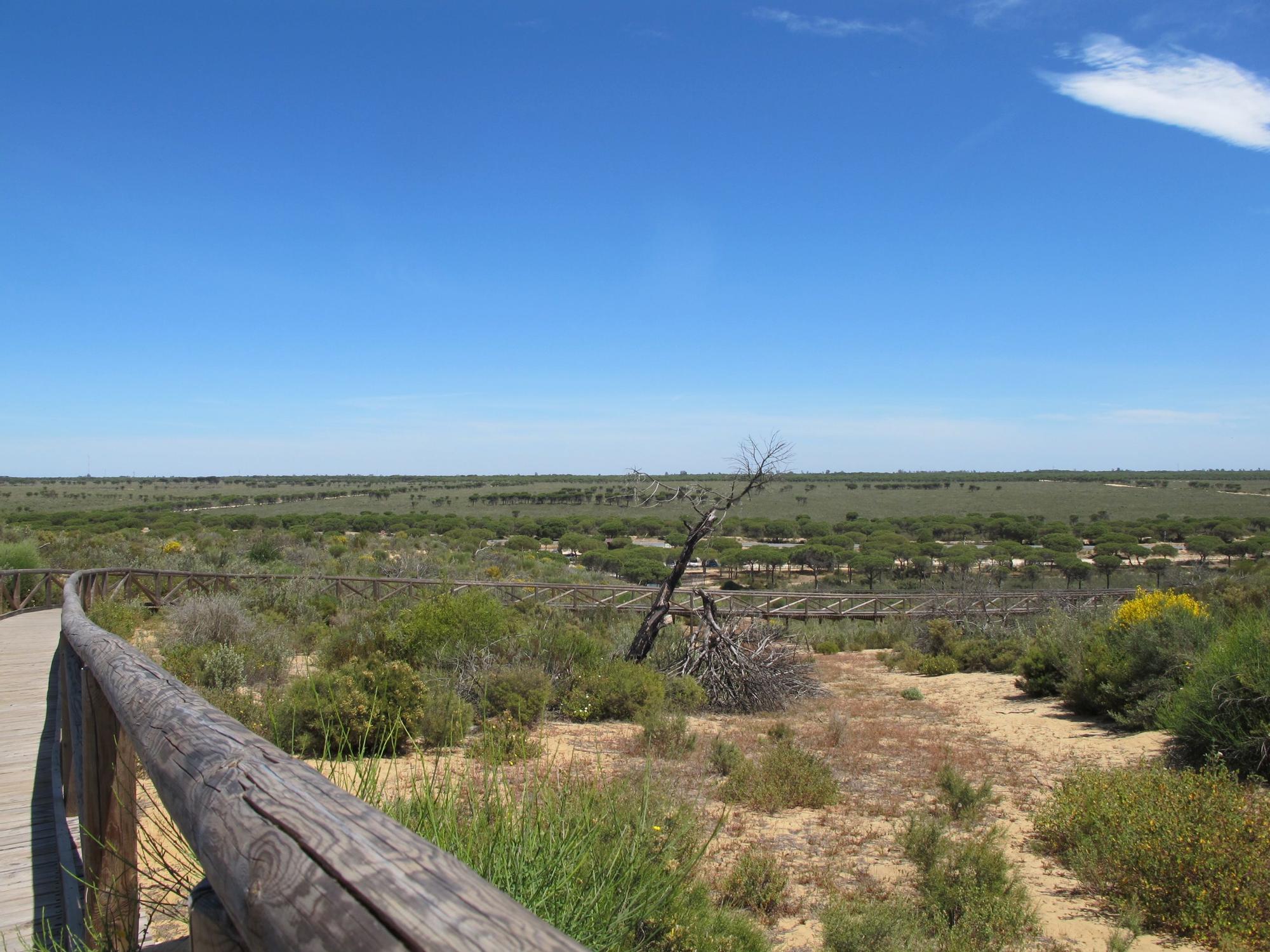 Das Feuchtgebiet Doñana in Südspanien verdorrt