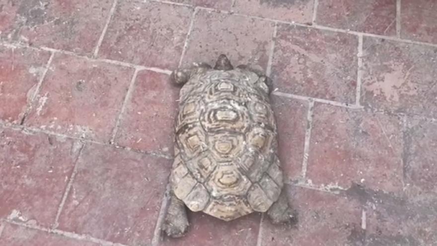 De tortuga leopardo a un sapo asiático: así es el zoológico ilegal de un hombre en Canarias