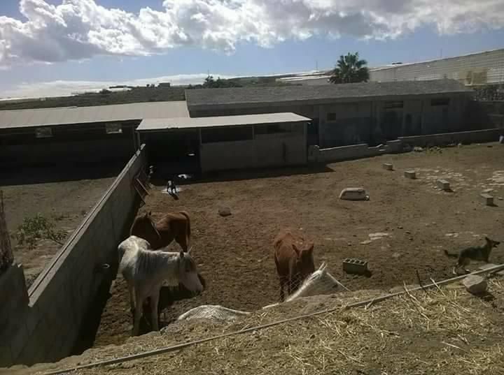 Supuesto caso de maltrato animal en una Finca de A