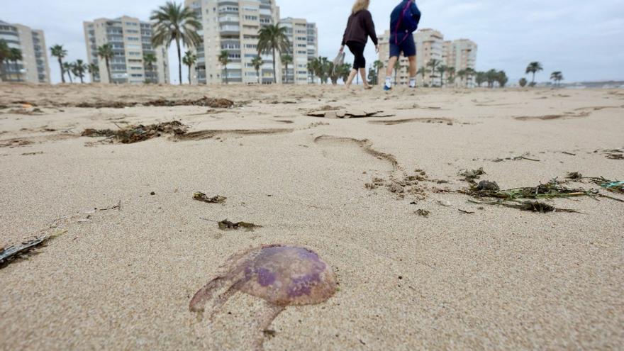 Las medusas invaden las playas de Alicante en pleno invierno