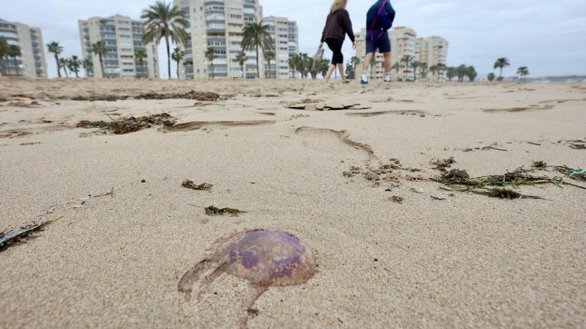 Medusas en la playa de Urbanova este miercoles.