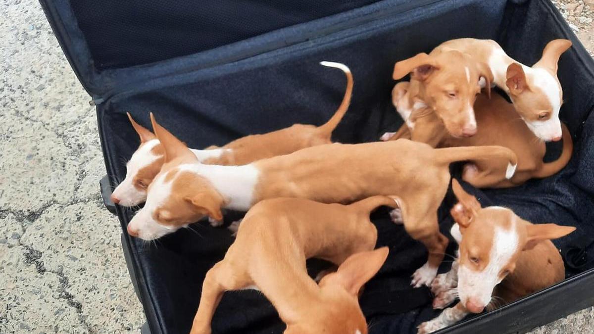Seis podencos, abandonados en una maleta en Canarias