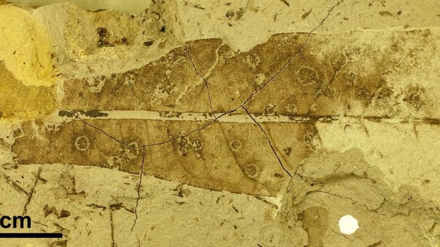 Fósiles turolenses, testigos de la guerra entre insectos y plantas hace cien millones de años