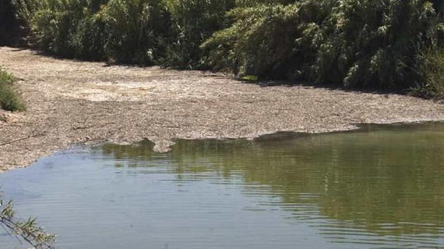 La alfombra de algas secas cubre el río en su desembocadura
