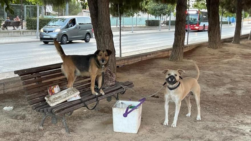 Herida una mujer al intentar separar a su perro de otro can con el que se estaba peleando en Alicante
