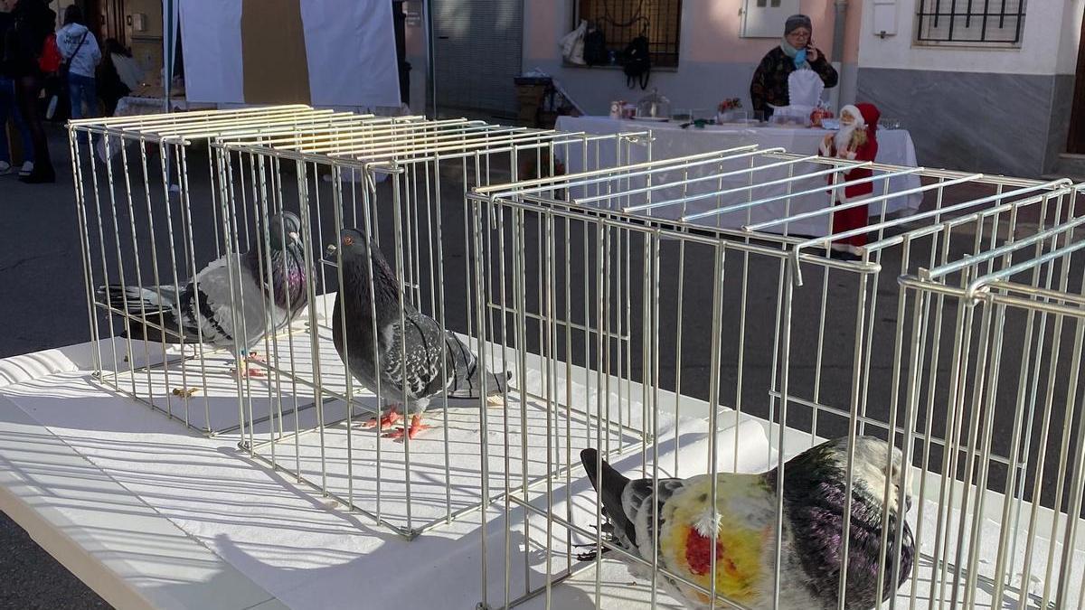 Competición de palomos deportivos en Alcàntera, en imagen de archivo.